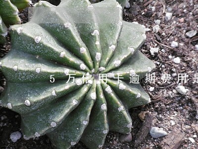 5万信用卡逾期费用是多少