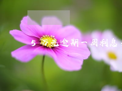 5万元逾期一周利息多少钱 5万元逾期一周利息多少钱