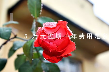 5万元逾期一年费用是多少 5万元逾期一年费用是多少