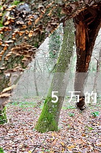 5万的经济纠纷律师费和诉讼费 5万的经济纠纷律师费和诉讼费