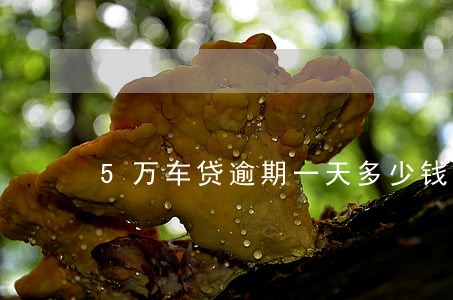 5万车贷逾期一天多少钱