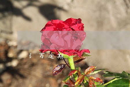 5万逾期 5万逾期