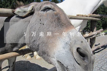 5万逾期一年利息多少钱 5万逾期一年利息多少钱