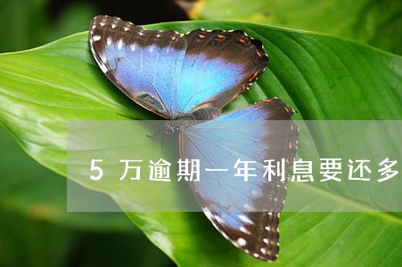 5万逾期一年利息要还多少 5万逾期一年利息要还多少