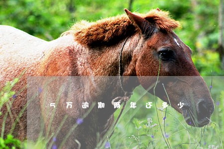 5万逾期两年还多少 5万逾期两年还多少