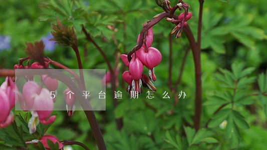 5个平台逾期怎么办
