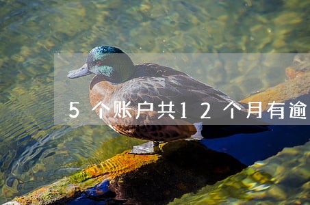 5个账户共12个月有逾期