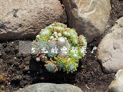 5元的逾期黑户