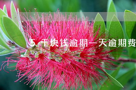 5千块钱逾期一天逾期费多少钱 5千块钱逾期一天逾期费多少钱