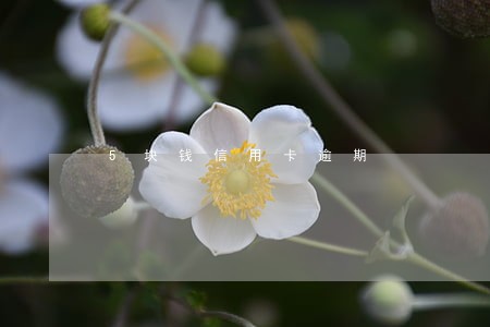5块钱信用卡逾期 5块钱信用卡逾期
