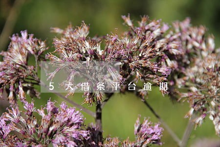 5大借条平台逾期 5大借条平台逾期
