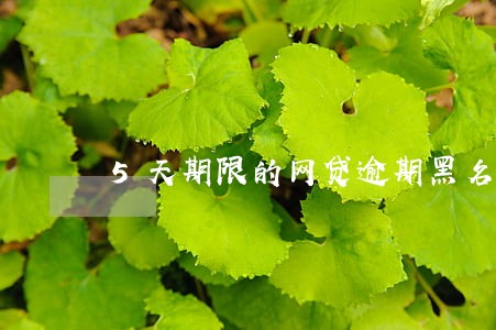 5天期限的网贷逾期黑名单 5天期限的网贷逾期黑名单