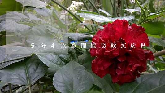 5年4次逾期能贷款买房吗 5年4次逾期能贷款买房吗