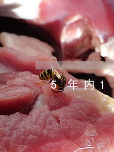 5年内11次逾期能办车贷吗 5年内11次逾期能办车贷吗