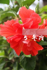 5年内一个月逾期怎么办 5年内一个月逾期怎么办