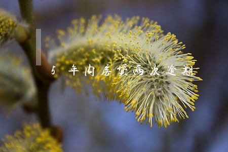 5年内房贷两次逾期 5年内房贷两次逾期
