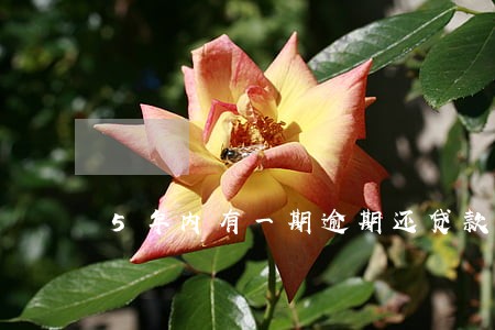 5年内有一期逾期还贷款 5年内有一期逾期还贷款