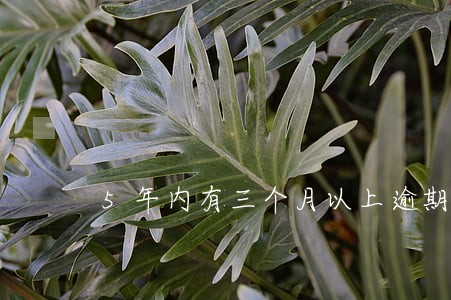 5年内有三个月以上逾期 5年内有三个月以上逾期