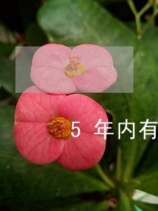 5年内有逾期能按揭吗 5年内有逾期能按揭吗