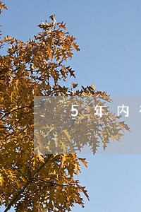5年内有逾期还能买车吗 5年内有逾期还能买车吗