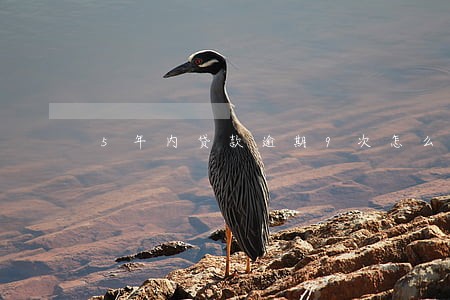 5年内贷款逾期9次怎么办 5年内贷款逾期9次怎么办