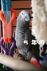 5年内逾期6次近两年内无逾期