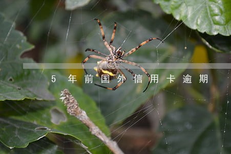 5年前国外信用卡逾期 5年前国外信用卡逾期