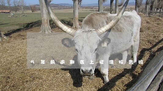 5年前逾期会上征信报告吗 5年前逾期会上征信报告吗