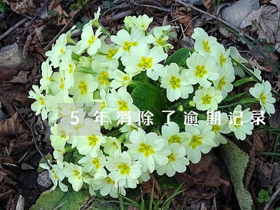 5年消除了逾期记录 5年消除了逾期记录