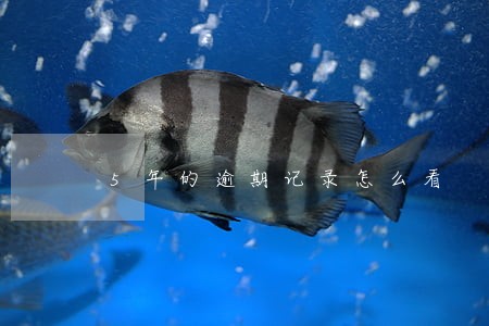 5年的逾期记录怎么看