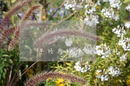 5年经验的律师怎么样 5年经验的律师怎么样