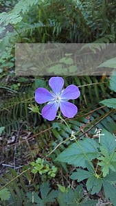 5年逾期三次严重吗但都还清 5年逾期三次严重吗但都还清