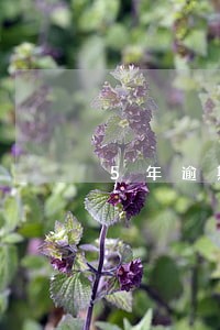 5年逾期消除公积金贷款吗