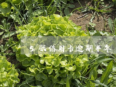 5张信用卡逾期半年 5张信用卡逾期半年