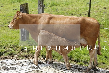5月19日河北卫视拜托了律师 5月19日河北卫视拜托了律师