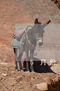 5月份银行有逾期会不会影响征信 5月份银行有逾期会不会影响征信
