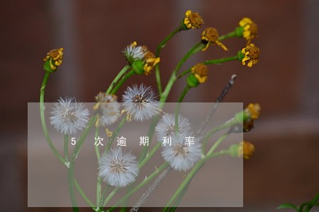 5次逾期利率 5次逾期利率