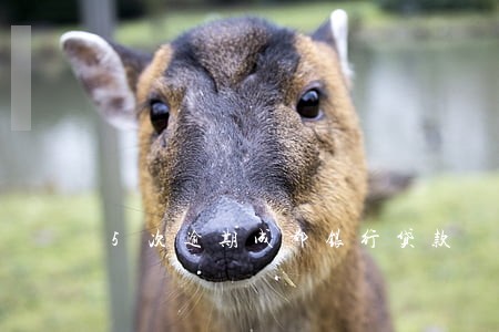 5次逾期成都银行贷款 5次逾期成都银行贷款