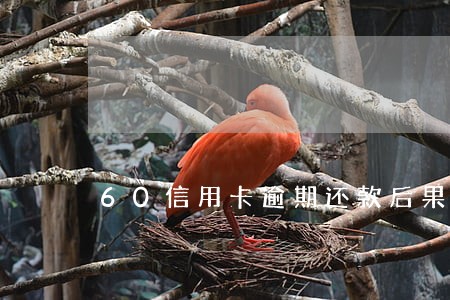 60信用卡逾期还款后果严重