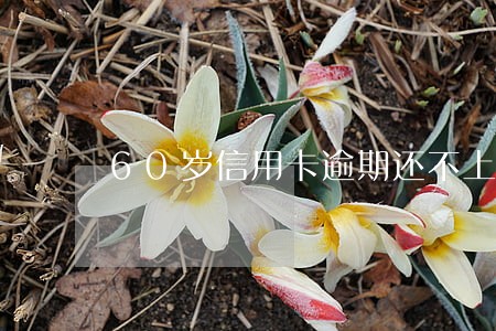 60岁信用卡逾期还不上 60岁信用卡逾期还不上
