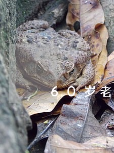 60岁老人信用卡逾期诉讼 60岁老人信用卡逾期诉讼