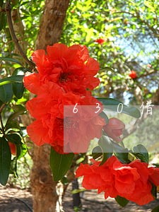 630借条逾期合同终止该怎么办 630借条逾期合同终止该怎么办
