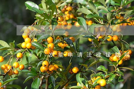 67岁能申请法律援助吗 67岁能申请法律援助吗