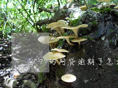67的网贷逾期了怎么办 67的网贷逾期了怎么办