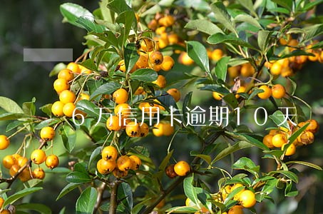 6万信用卡逾期10天 6万信用卡逾期10天