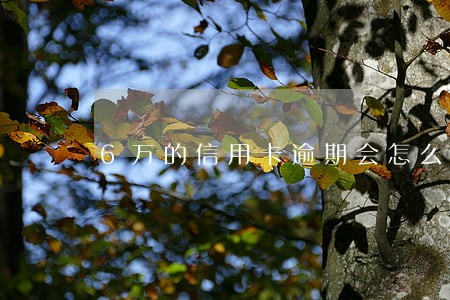 6万的信用卡逾期会怎么样