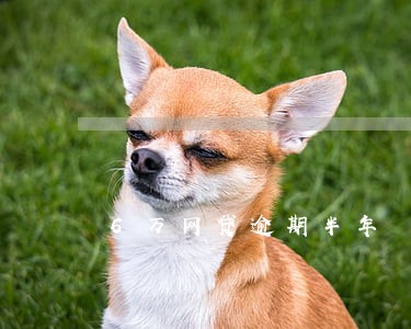 6万网贷逾期半年 6万网贷逾期半年