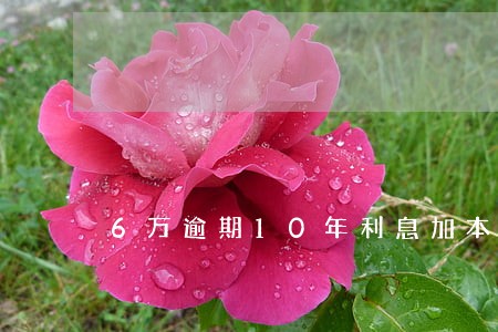 6万逾期10年利息加本金多少钱 6万逾期10年利息加本金多少钱