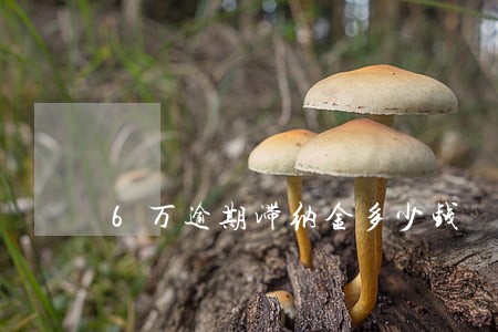 6万逾期滞纳金多少钱 6万逾期滞纳金多少钱