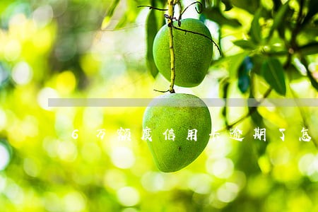 6万额度信用卡逾期了怎么办 6万额度信用卡逾期了怎么办